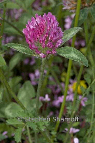 trifolium pratense 1 graphic